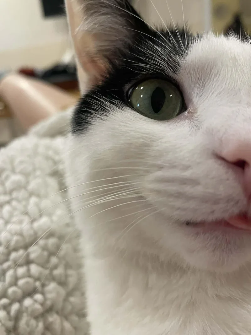 Pebbles thumbnail 2