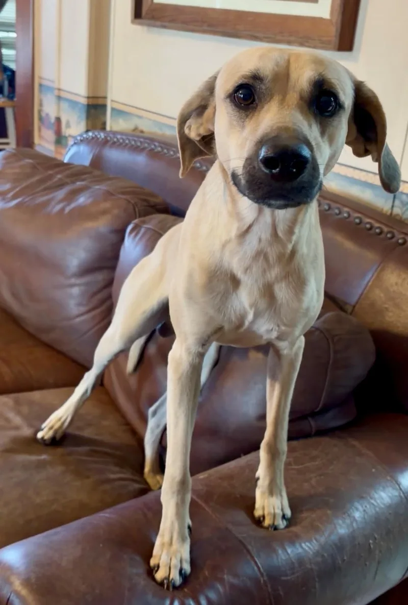 A young medium-sized male Apricot / Beige Yellow Labrador Retriever dog named MaRooNeeds a sidekick for adoption in Houston, TX
