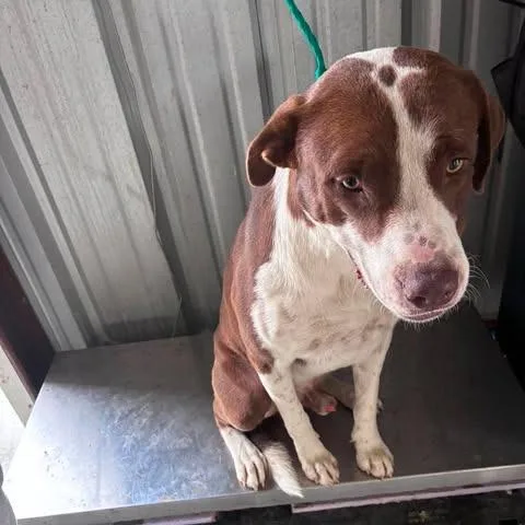 An adult large-sized male Brown / Chocolate Pit Bull Terrier dog named Dozer for adoption in Bastrop, TX