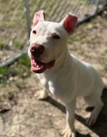 A baby small-sized male Mixed Breed dog named Marco for adoption in Covington, LA