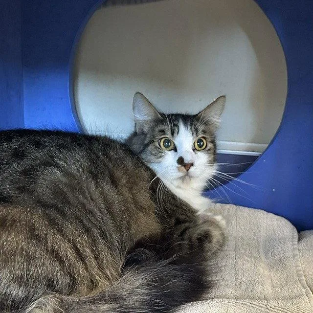 An adult large-sized female Domestic Medium Hair cat named Haile for adoption in Burlingame, CA