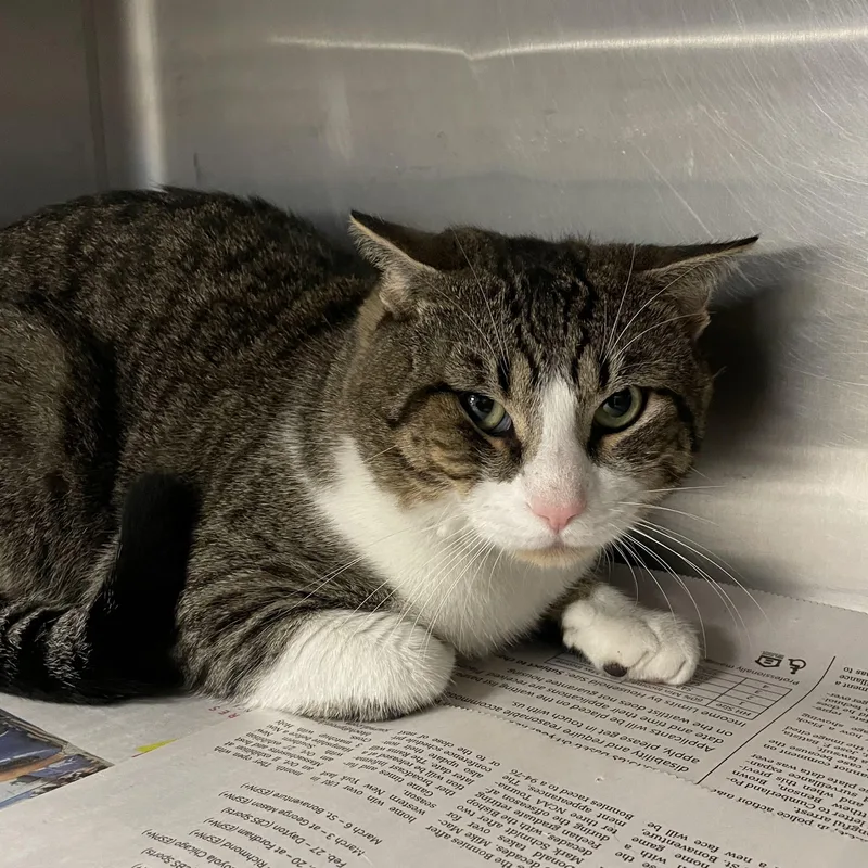 A young medium-sized male American Shorthair cat named Luke for adoption in North Kingstown, RI