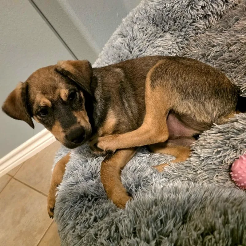 A baby medium-sized male Golden Terrier dog named Rootbeer for adoption in CORPUS CHRISTI, TX