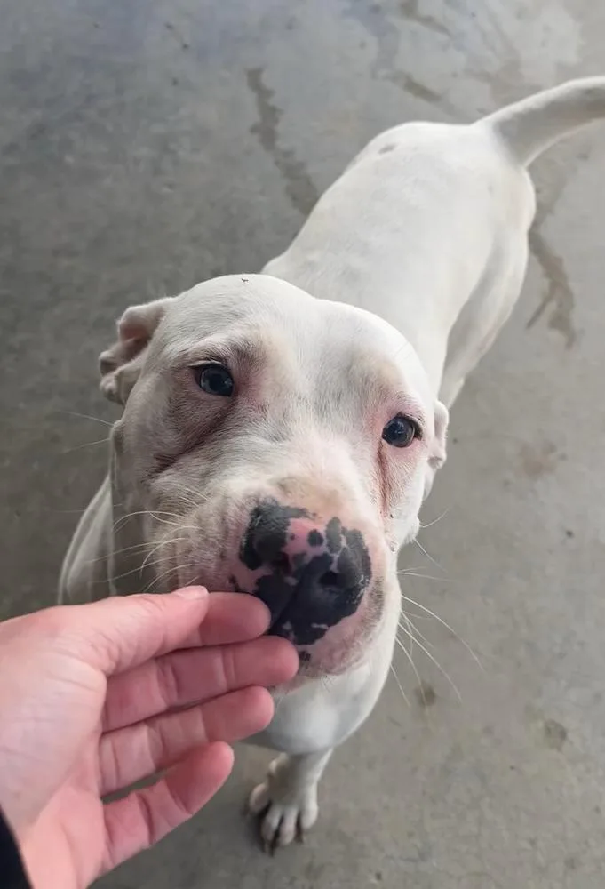 An adult large-sized male White / Cream Mixed Breed dog named Casper for adoption in Rochester, IN