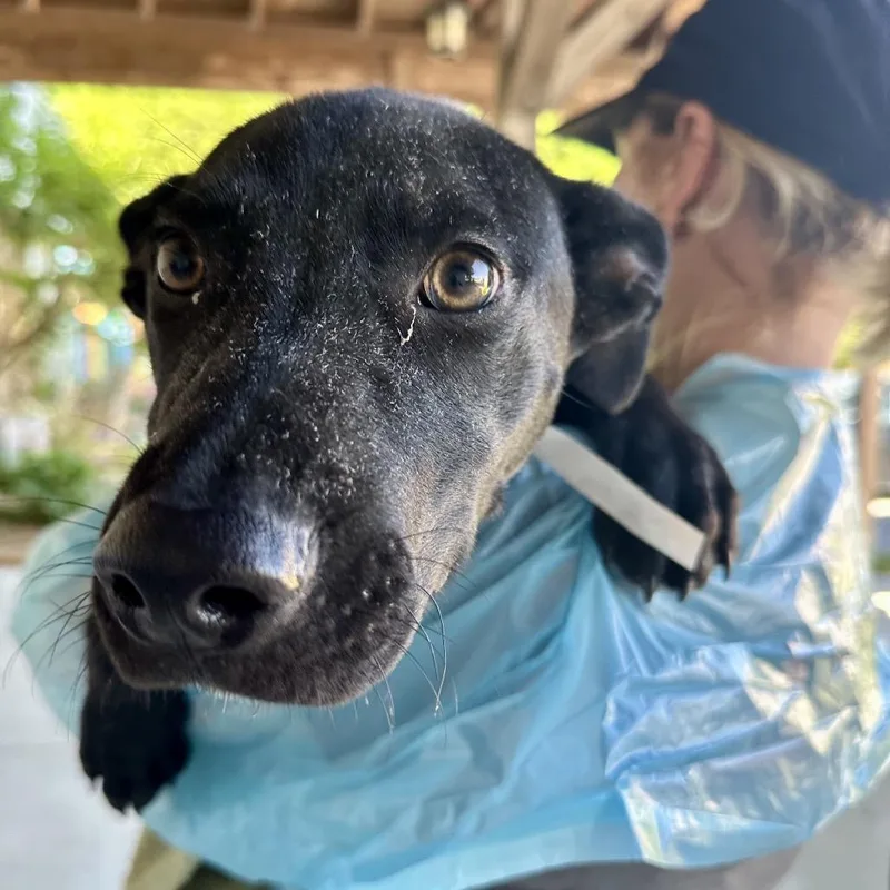 A baby large-sized male Black Mixed Breed dog named Cole for adoption in Hendersonville, NC