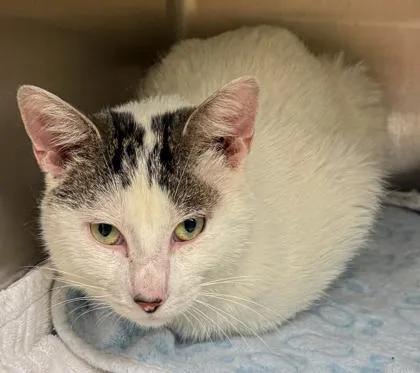 A young medium-sized male Domestic Short Hair cat named Hundi for adoption in Verona, WI