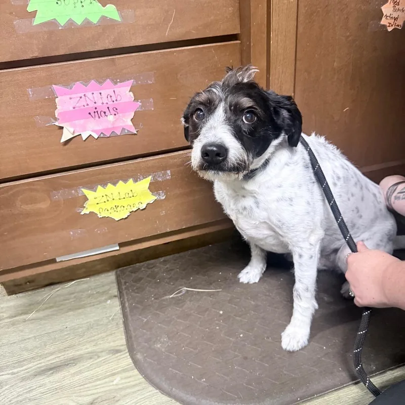 An adult small-sized male Mixed Breed dog named Kolby for adoption in Summerville, SC
