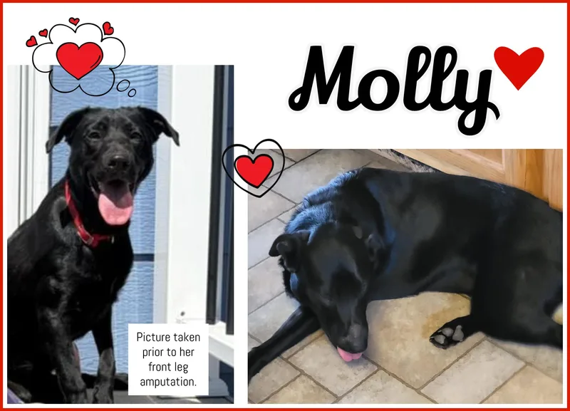 Molly thumbnail 2