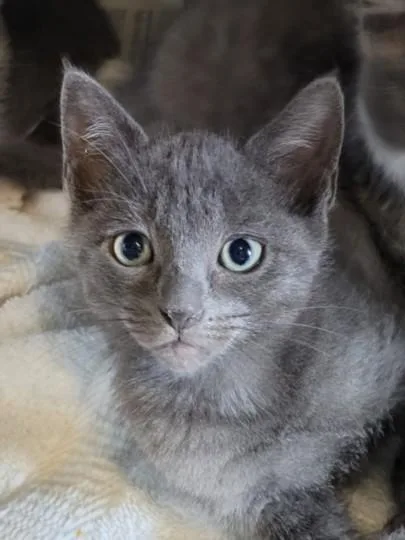 A baby small-sized male Domestic Short Hair cat named Sirgi for adoption in Chatsworth, CA