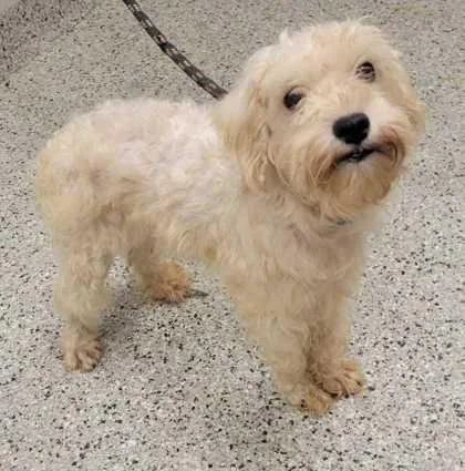 An adult small-sized female White / Cream Schnauzer dog named Angelina for adoption in Kansas City, MO