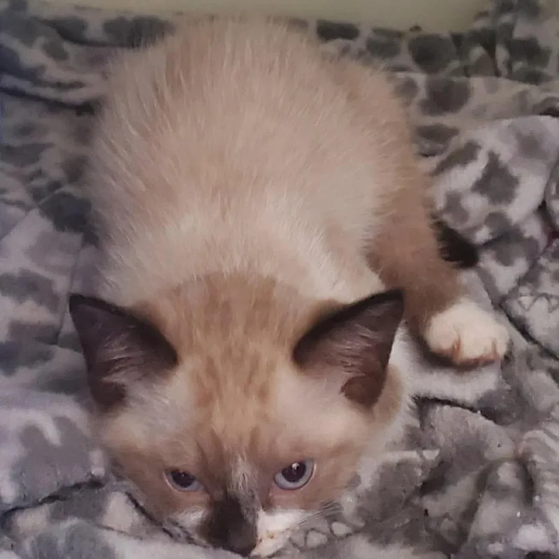 A baby small-sized female Smoke Siamese cat named Jasmine for adoption in Eufaula, AL