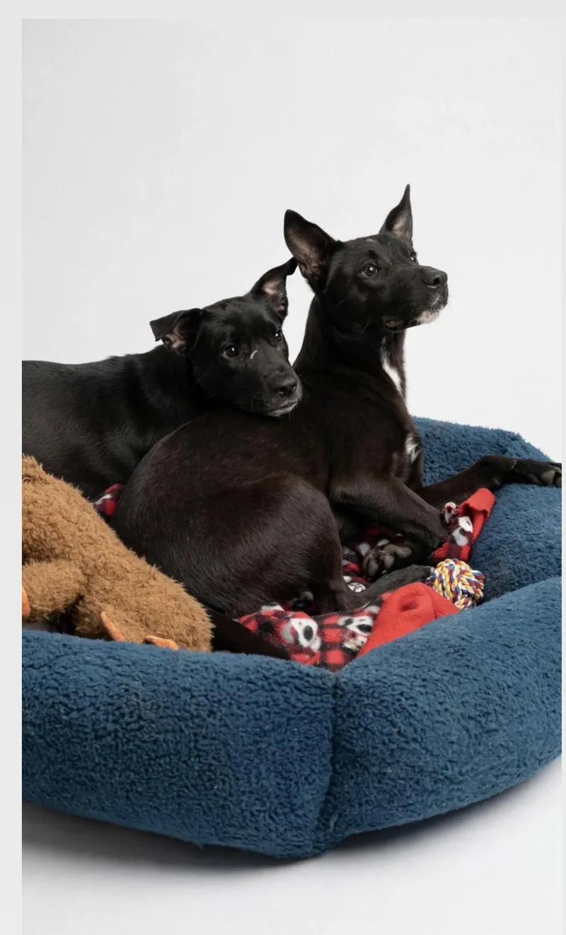 A young medium-sized male Black Labrador Retriever dog named Jett for adoption in Houston, TX