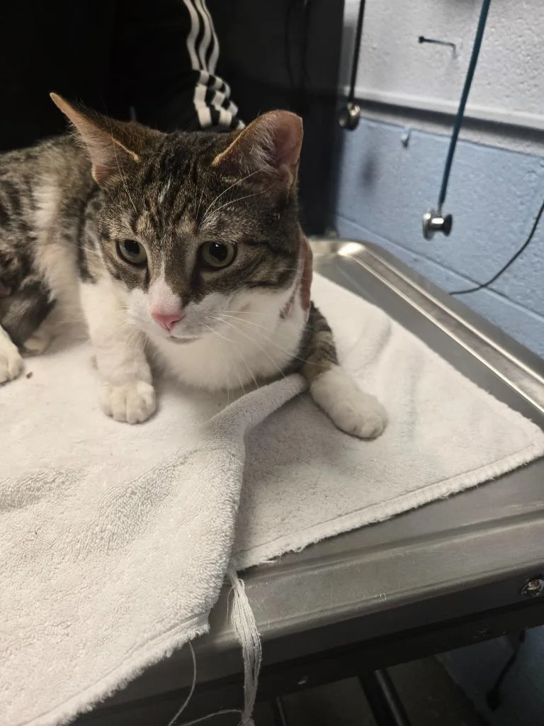 Dj Jazzy Jeff thumbnail 2