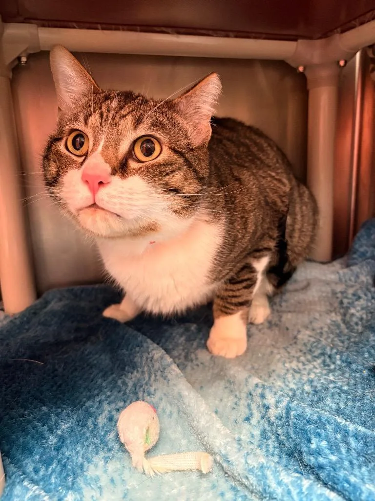 Dj Jazzy Jeff thumbnail 3