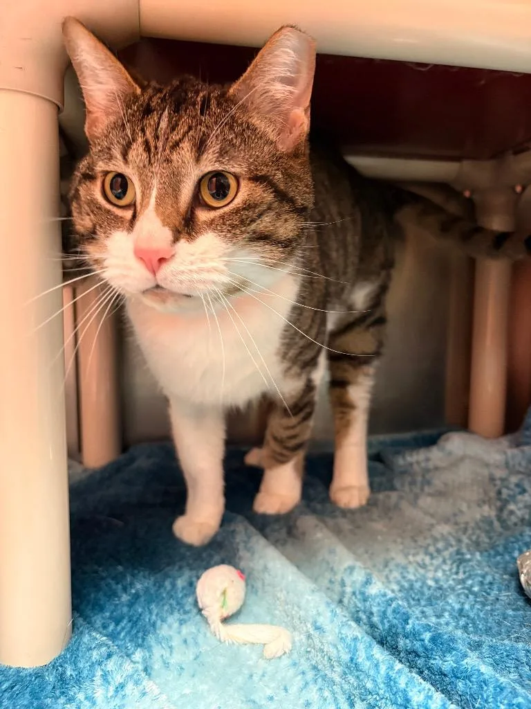 Dj Jazzy Jeff thumbnail 4