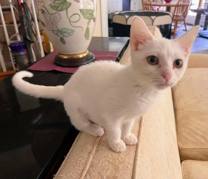 A baby medium-sized female White Domestic Short Hair cat named Cottontail for adoption in Landenberg, PA