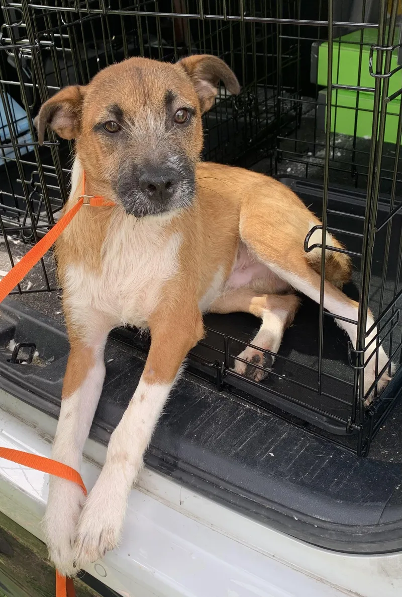 A young medium-sized male Terrier dog named Atticus for adoption in Chattanooga, TN
