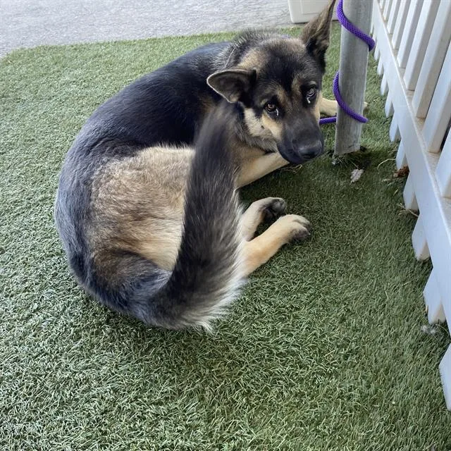 An adult large-sized male German Shepherd Dog dog named A for adoption in Modesto, CA