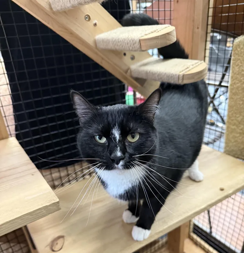 A young medium-sized female Domestic Short Hair cat named Racer for adoption in Lincoln, CA