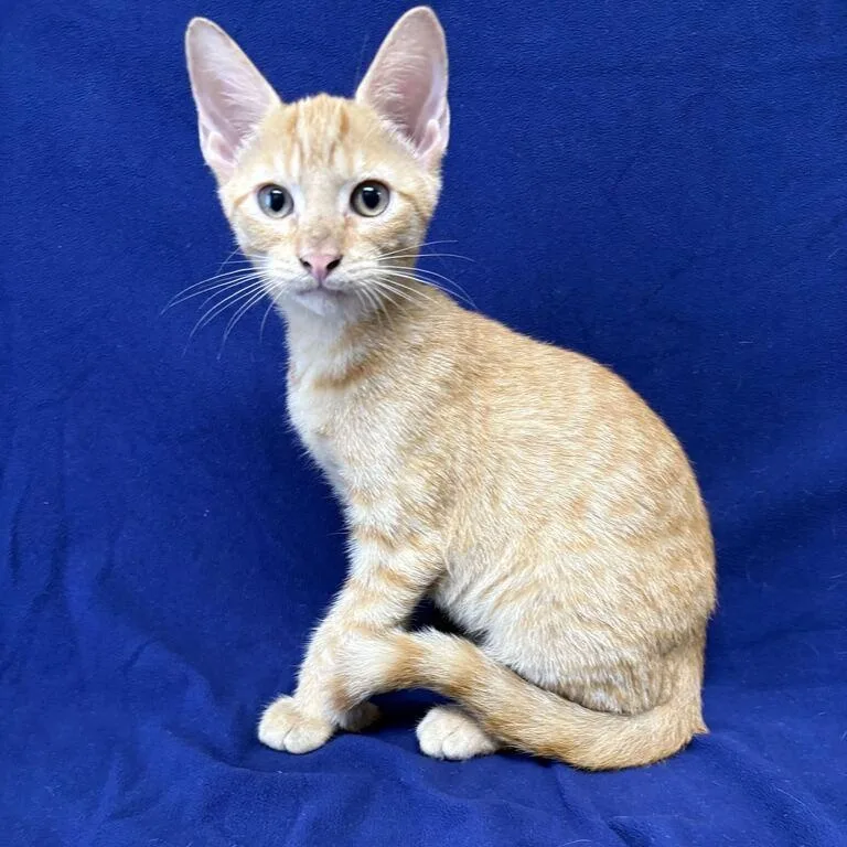 A baby medium-sized male Tabby (Orange / Red) Domestic Short Hair cat named Thunder for adoption in Valdosta, GA