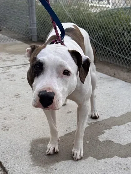 An adult medium-sized female White / Cream Pit Bull Terrier dog named Pretty for adoption in Cleveland, OH