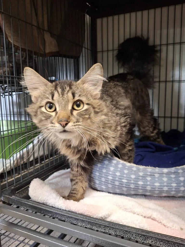 An adult medium-sized male Tabby cat named Dylan for adoption in Ironwood, MI