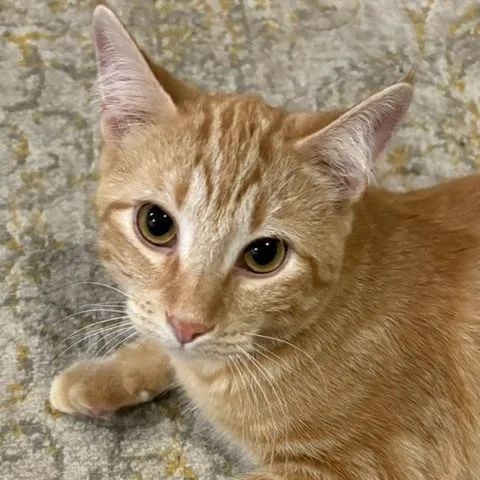 A young medium-sized male Orange / Red Domestic Short Hair cat named Hobbes for adoption in Stockholm, WI