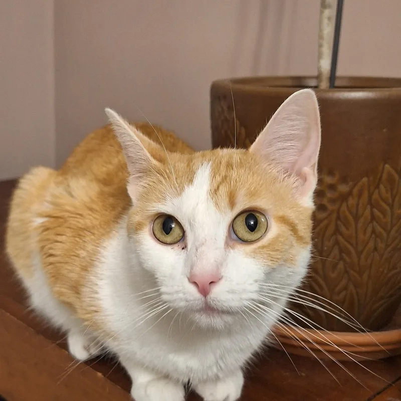 An adult medium-sized female Orange & White Domestic Short Hair cat named Patty for adoption in BUTLER, PA