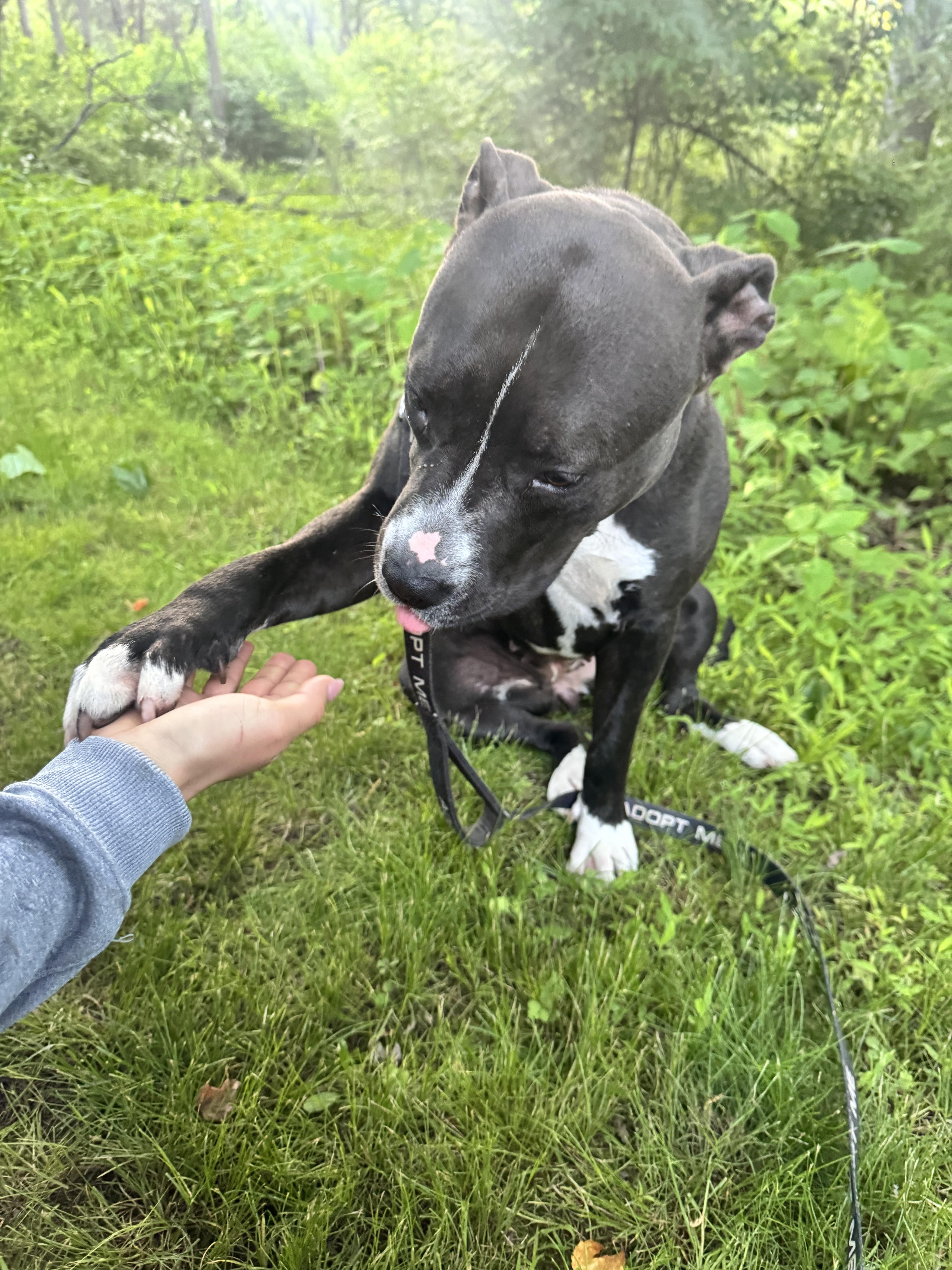 A young large-sized female American Staffordshire Terrier dog named Nala for adoption in Dillsburg, PA