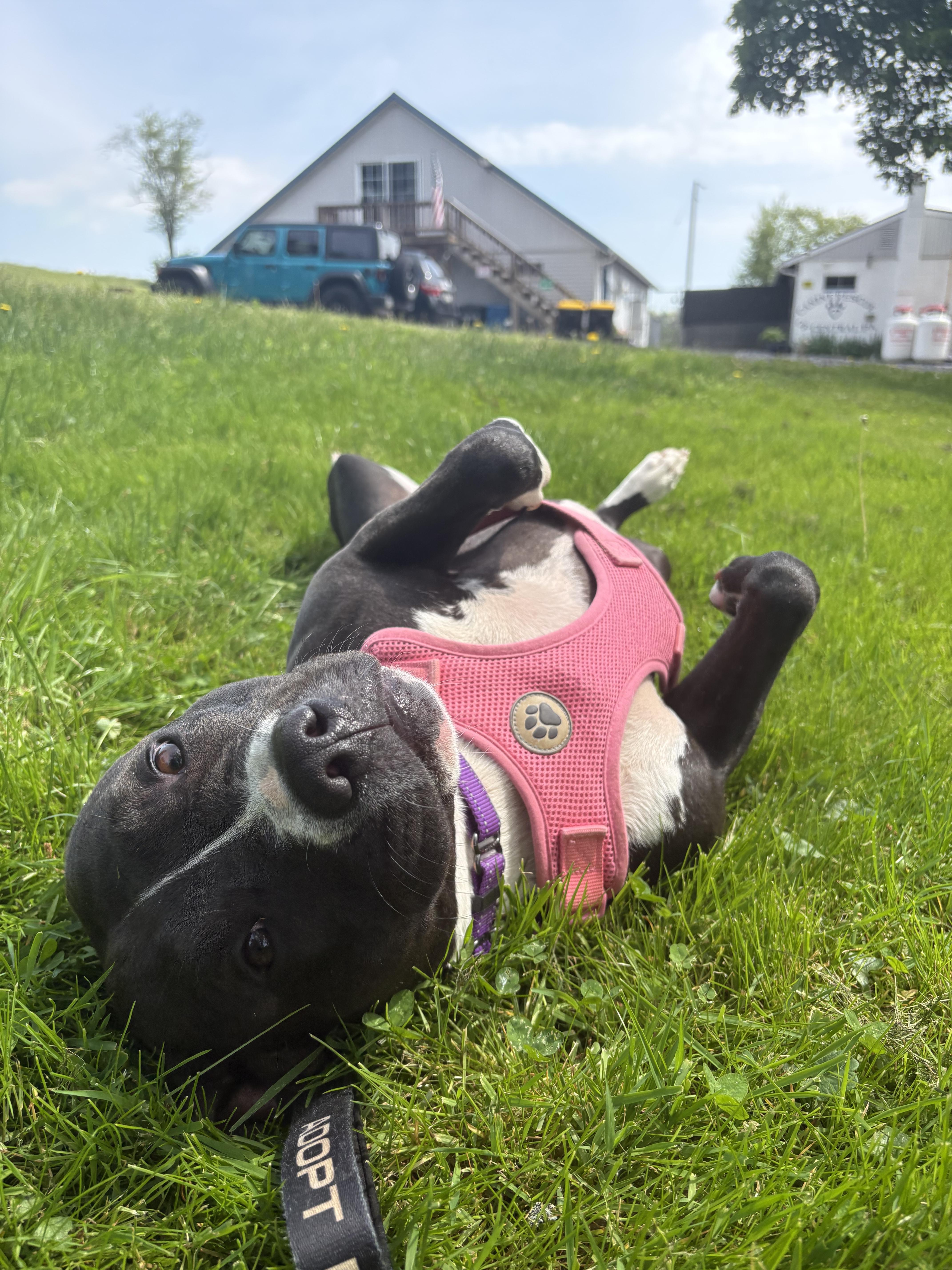 Nala thumbnail 3