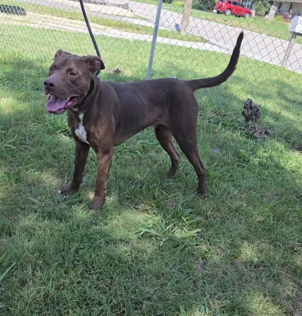 An adult large-sized male Labrador Retriever dog named Bentley for adoption in Cleveland, TN