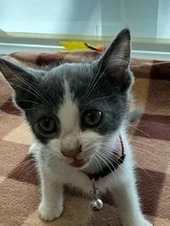 A baby small-sized male Domestic Short Hair cat named Breck for adoption in Sidney, OH