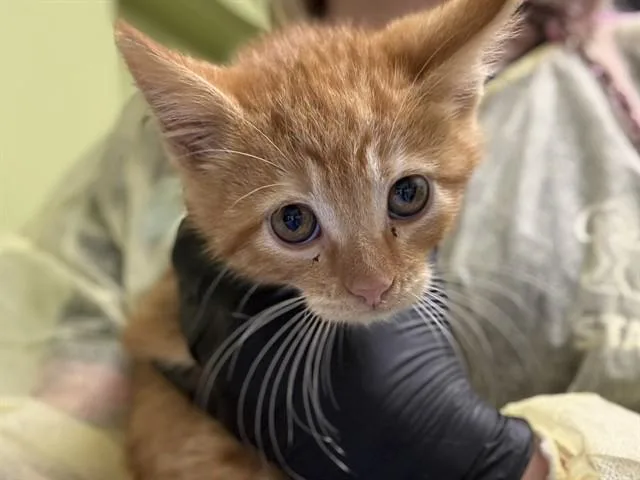 A baby small-sized male Domestic Short Hair cat named Gordon for adoption in Pueblo, CO