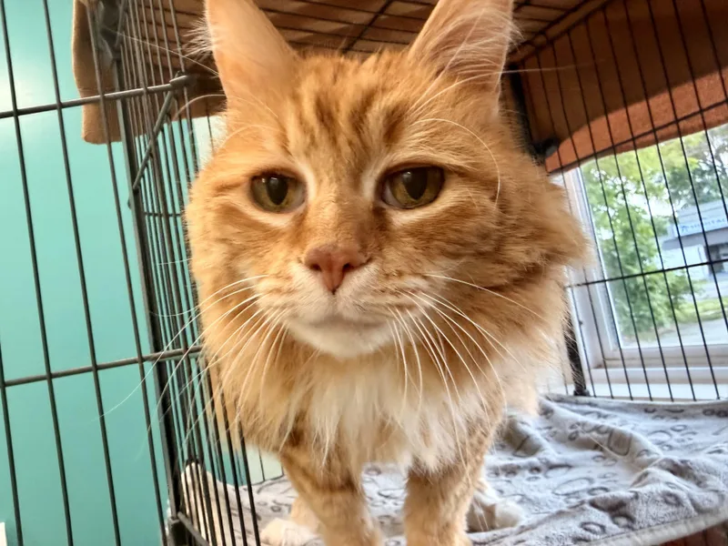 A senior medium-sized male Orange / Red Tabby cat named Harley for adoption in Scottsburg, IN