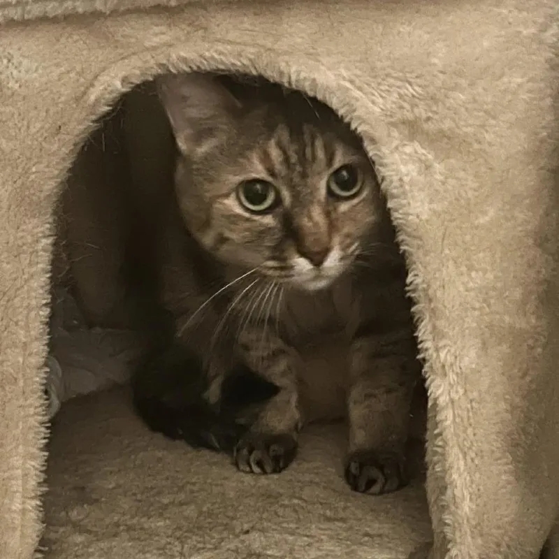 An adult small-sized female Brown / Chocolate Domestic Short Hair cat named Bonnie for adoption in St. Louis, MO