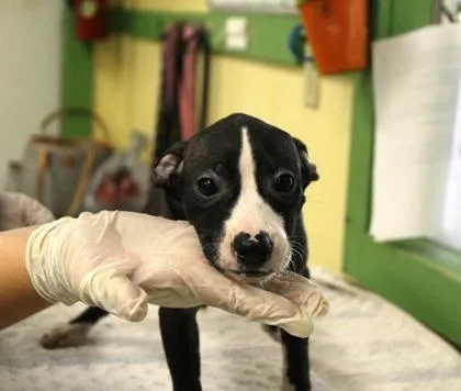 A baby medium-sized male Terrier dog named Qt for adoption in Picayune, MS