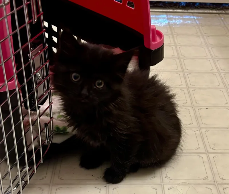 A baby small-sized female Black Domestic Medium Hair cat named Prune Juice for adoption in Fruit Heights, UT