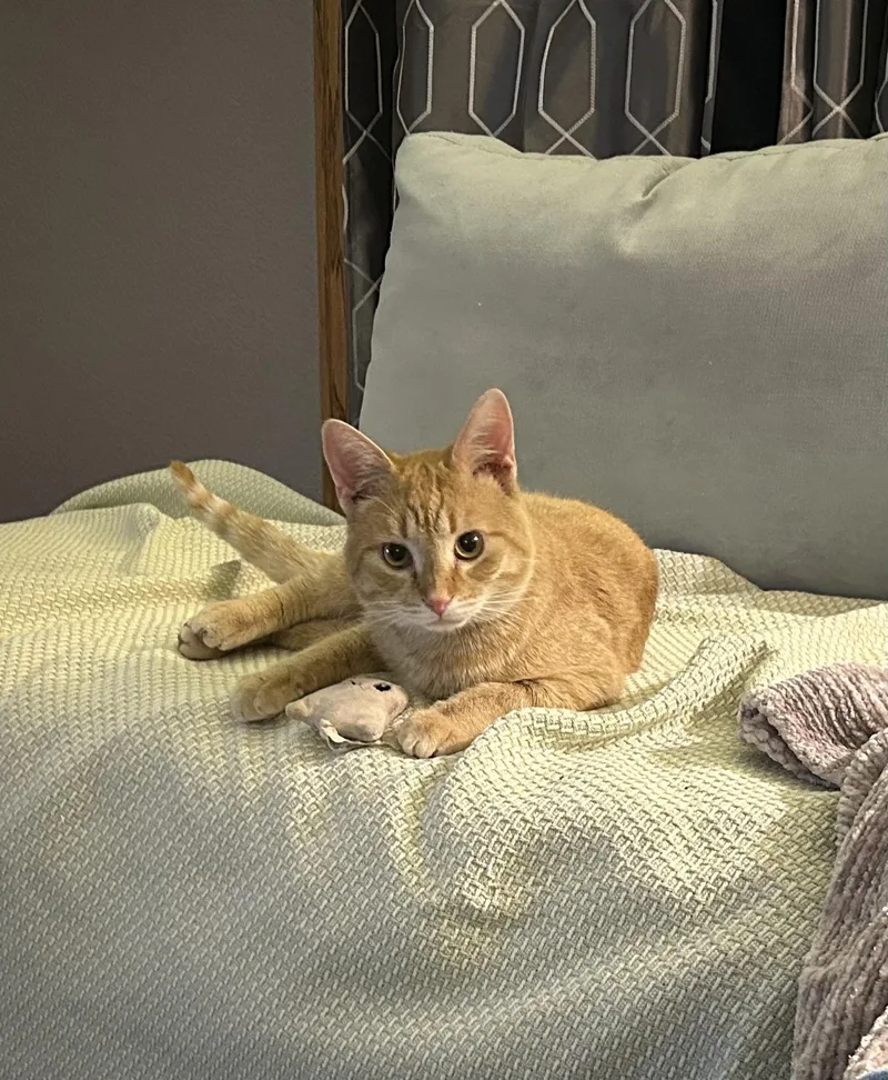A young medium-sized male Flame Point Domestic Short Hair cat named Otis for adoption in Lake City, MN