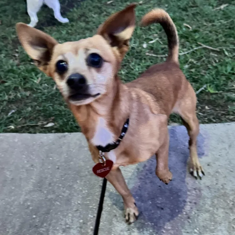 An adult small-sized male Chihuahua dog named Aries for adoption in Richmond, TX