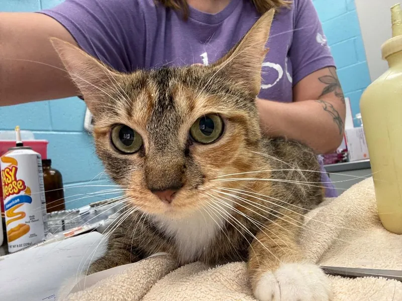 An adult medium-sized female Calico Domestic Short Hair cat named Oj for adoption in Frankfort, KY
