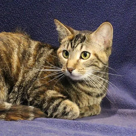 A baby medium-sized female Torbie Domestic Short Hair cat named Tiger Lily for adoption in Overland Park, KS