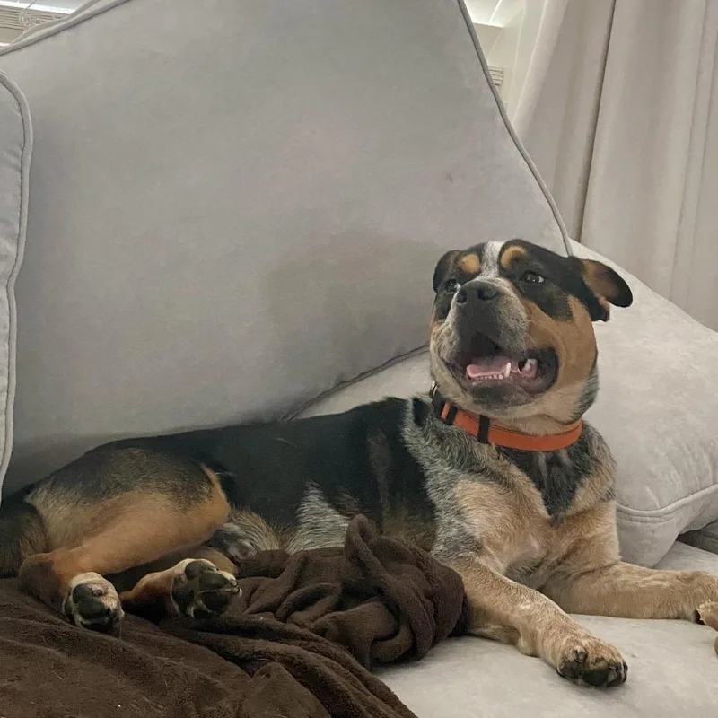 An adult medium-sized male Cattle Dog dog named Sheriff Buzby for adoption in Los Angeles, CA