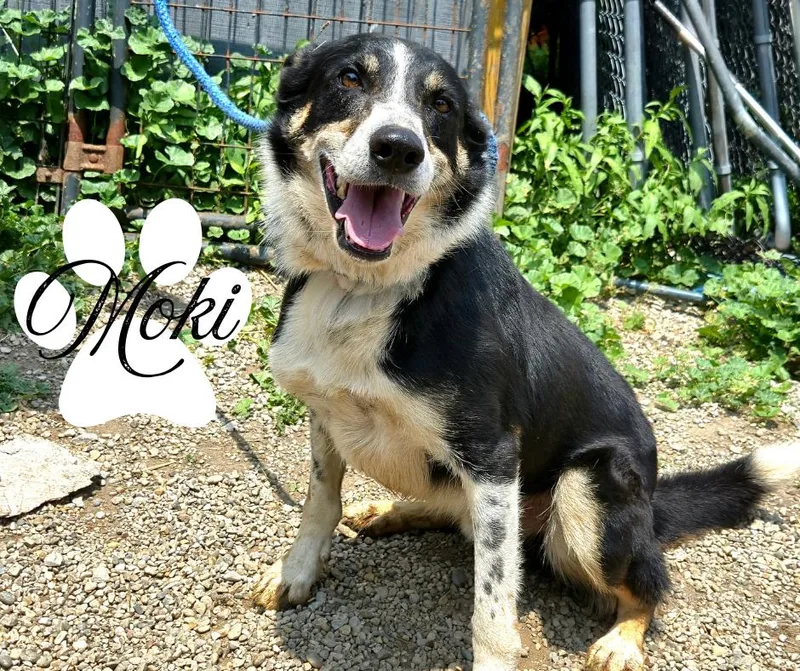 Moki