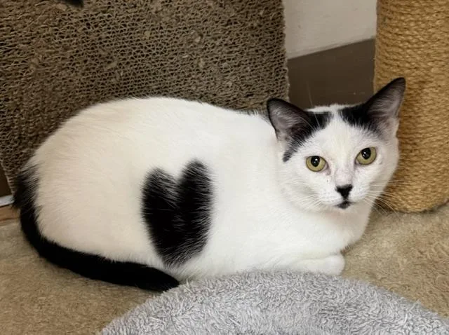 An adult medium-sized female Black & White / Tuxedo Domestic Short Hair cat named Queen of Hearts for adoption in Medina, OH
