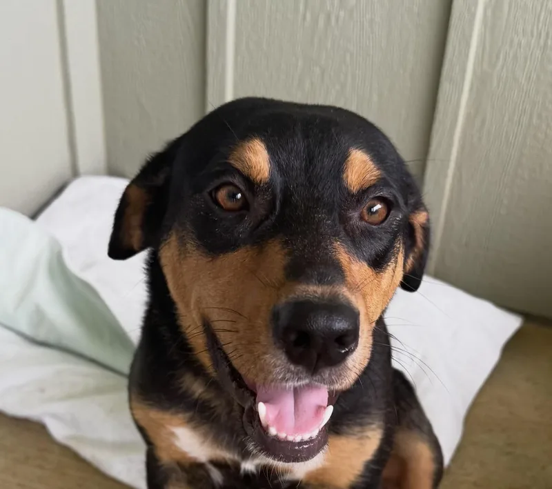 A young medium-sized female Golden Labrador Retriever dog named Savannah for adoption in Pilot Point, TX