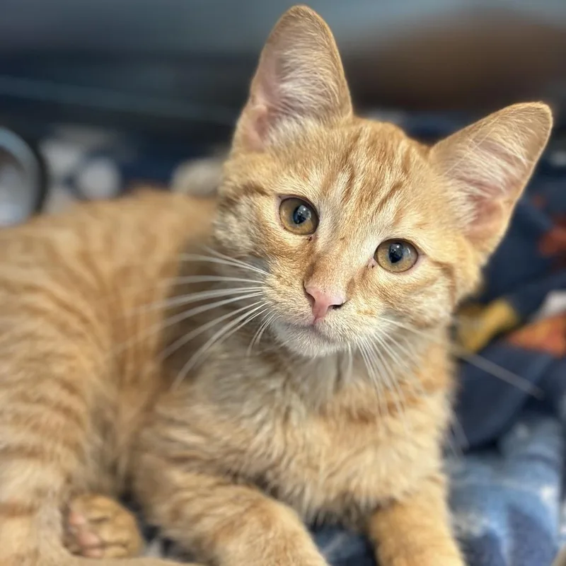 A baby small-sized male Orange / Red Domestic Short Hair cat named Amaretto for adoption in Matteson, IL