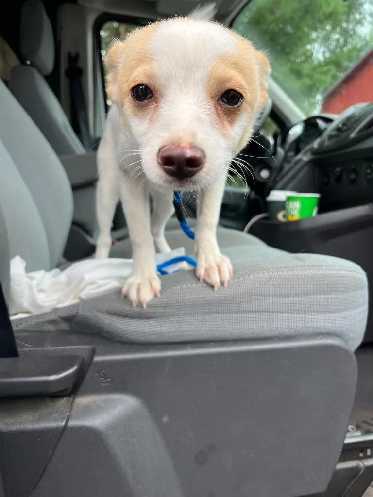 A baby medium-sized male Australian Shepherd dog named AD Indy for adoption in Ashland, WI