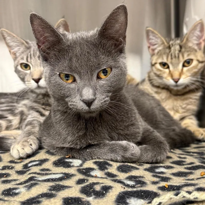 A baby small-sized female Gray / Blue / Silver Domestic Short Hair cat named Jeanette for adoption in Spokane, WA