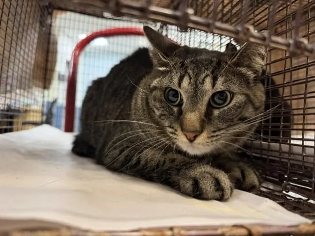 An adult small-sized female Domestic Short Hair cat named Maria for adoption in Miami, FL