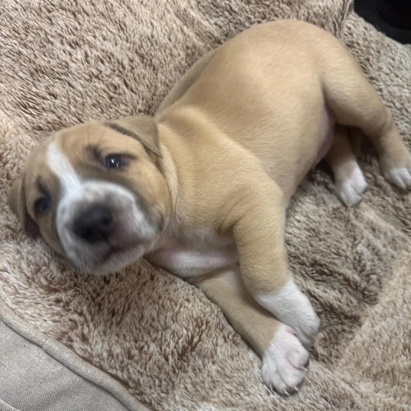 A baby small-sized male Yellow / Tan / Blond / Fawn Pit Bull Terrier dog named Dipper for adoption in Austin, TX